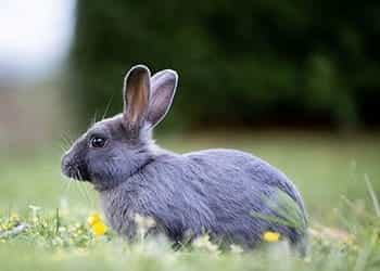 A rabbit sitting in a meadow.