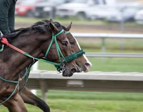 Two horses race around a track.