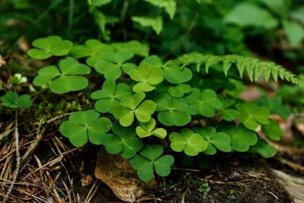 Lucky Irish clovers.