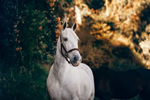 A white horse.