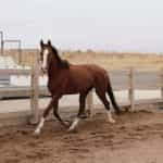 A racehorse in a paddock.