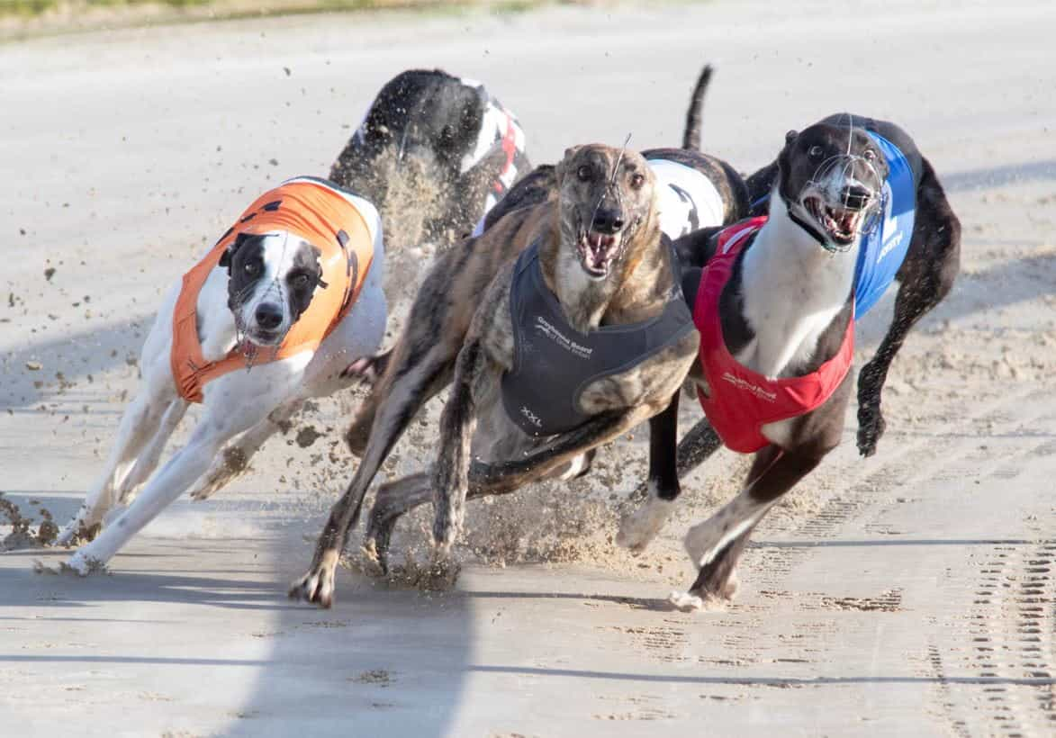 Greyhounds in racing action at Towcester.