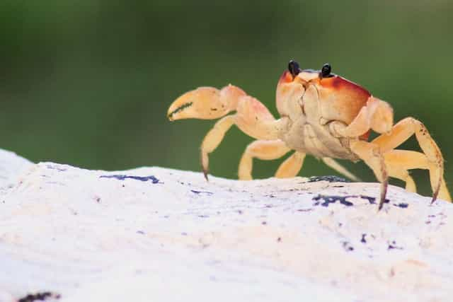 A beach crab walking across a rock with its pincers out.