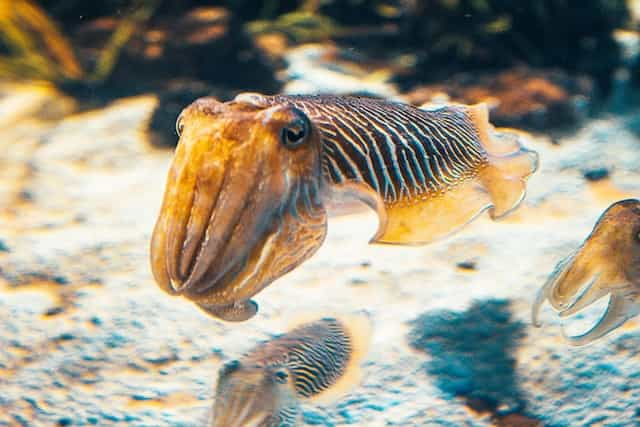 A brown squid swims in the sea.